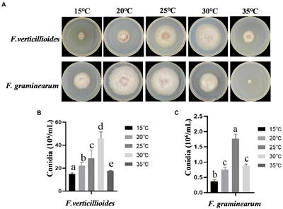 Transcriptional differences between major Fusarium pathogens of maize, Fusarium verticillioides and Fusarium graminearum with different <mark class="highlighted">optimum growth</mark> temperatures